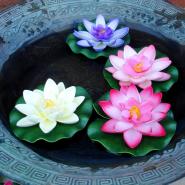 Floating Water Lily
